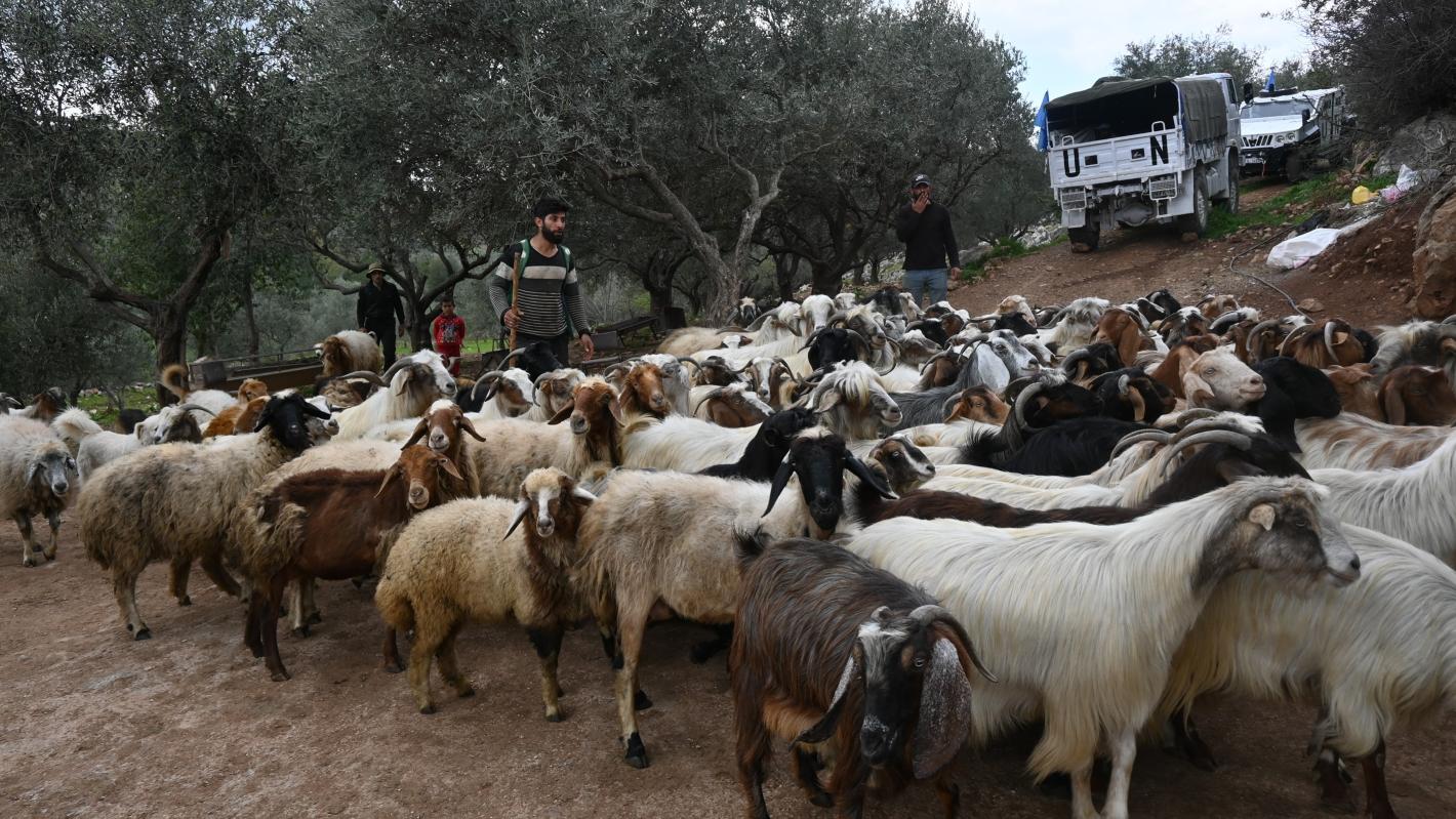 A flock of sheep with a UN vehicle in the background