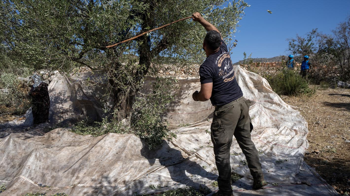 UNIFIL and LAF secure olive harvests near Blue Line