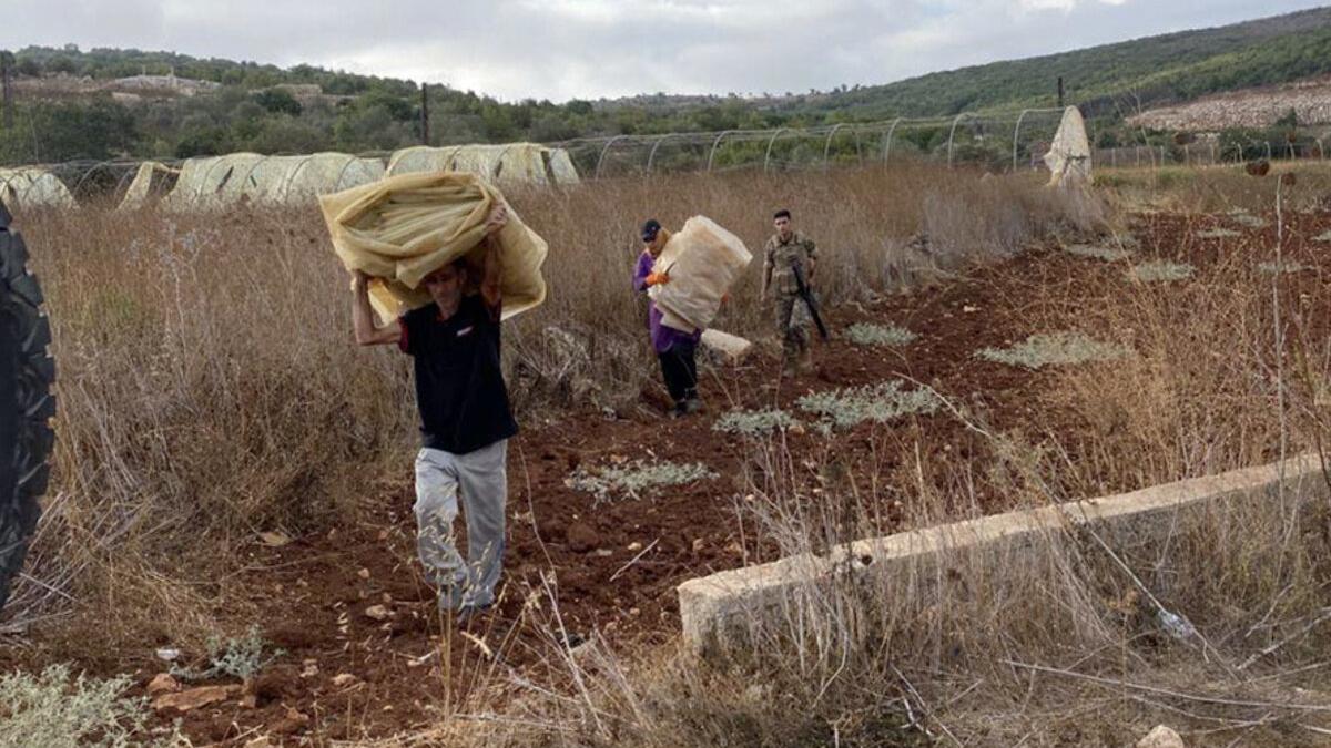 Protecting harvests, supporting livelihoods in south Lebanon